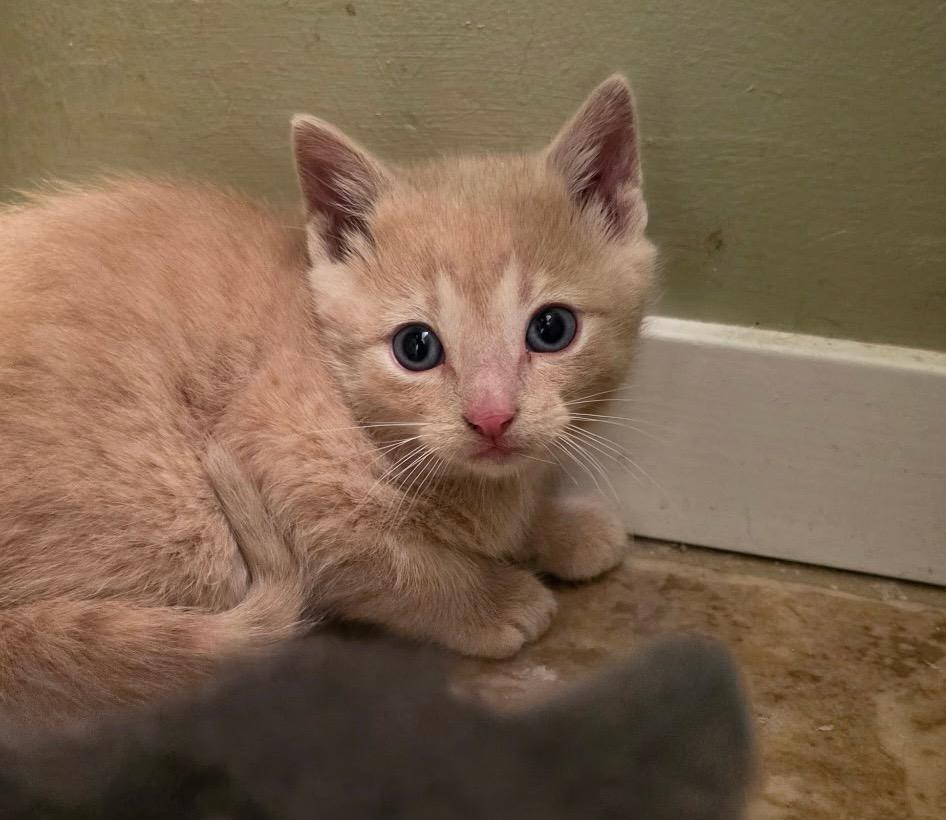 Enlarge Ashani, an adopted Domestic Short Hair in Kenosha , WI image 2/2