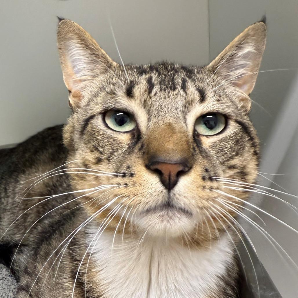 Enlarge Diego, a Adoptable Domestic Short Hair in Branford, CT image 1/1