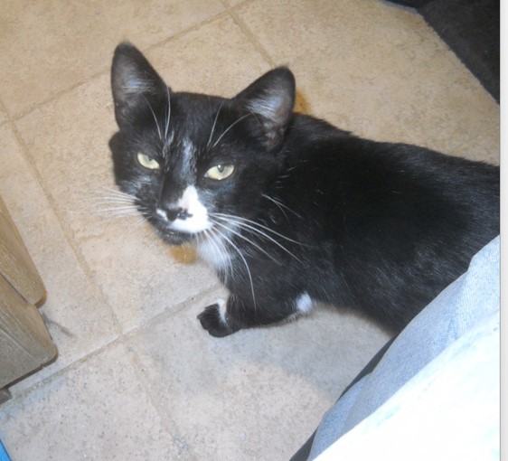 Enlarge PJ  Mother Cat  --- Oakhurst California, a Adoptable Domestic Short Hair in Oakhurst, CA image 1/2