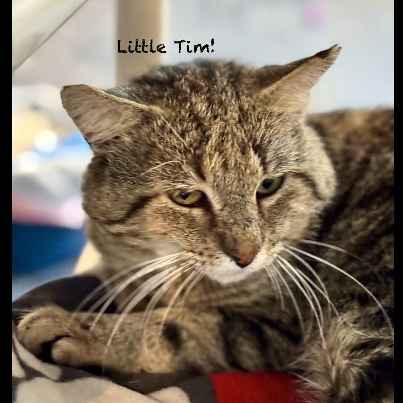 Enlarge Little Tim, an adoptable mixed breed in Palatine, IL image 1/1