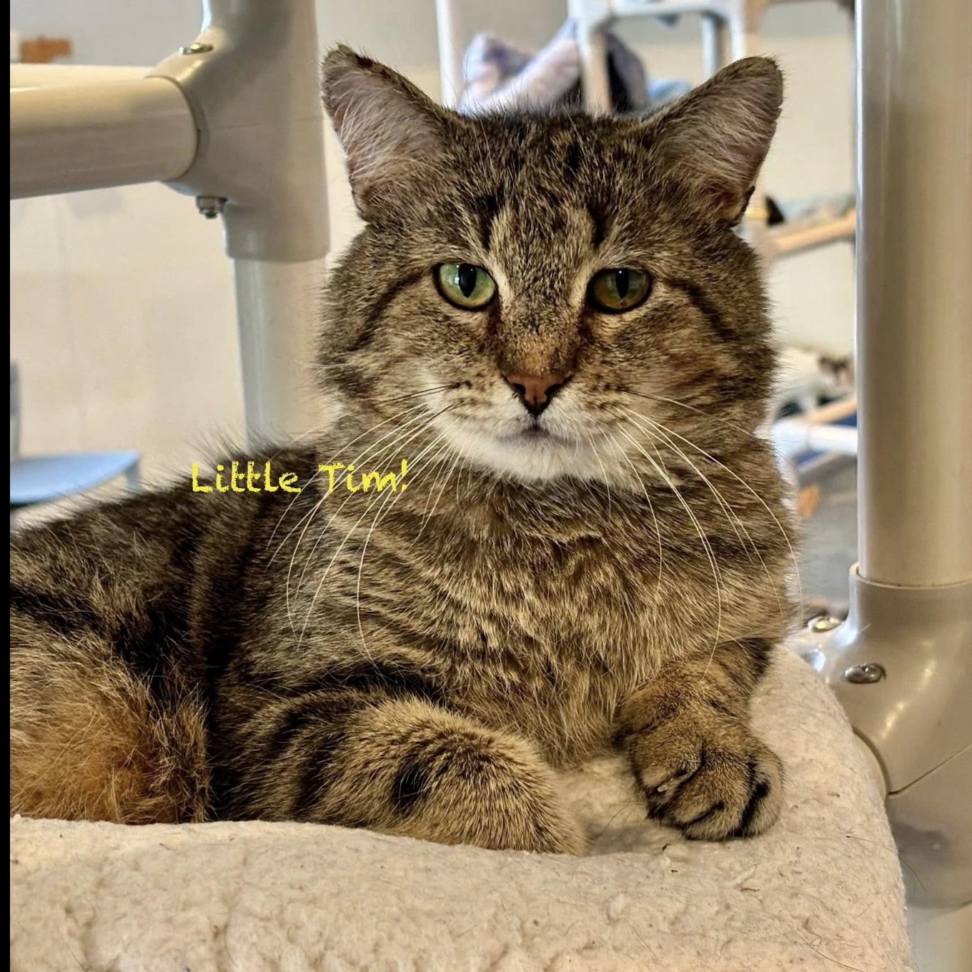 Enlarge Little Tim, an adoptable mixed breed in Palatine, IL image 5/5