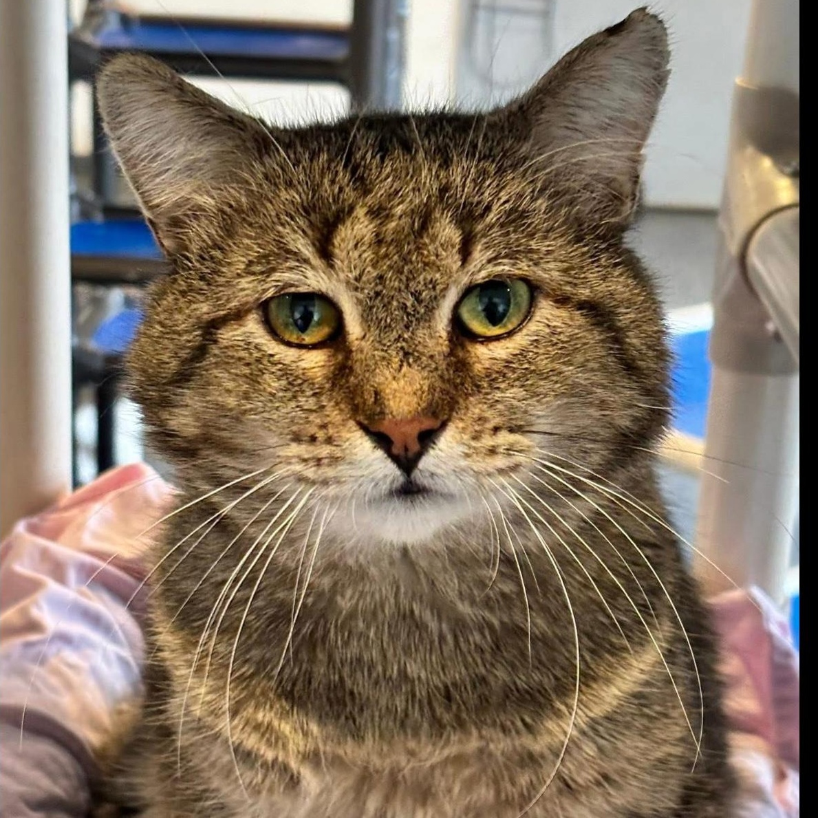 Enlarge Little Tim, an adoptable mixed breed in Palatine, IL image 4/4