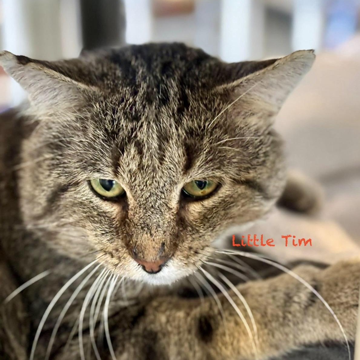 Little Tim, adoptable, Young Male Domestic Short Hair & Tabby.