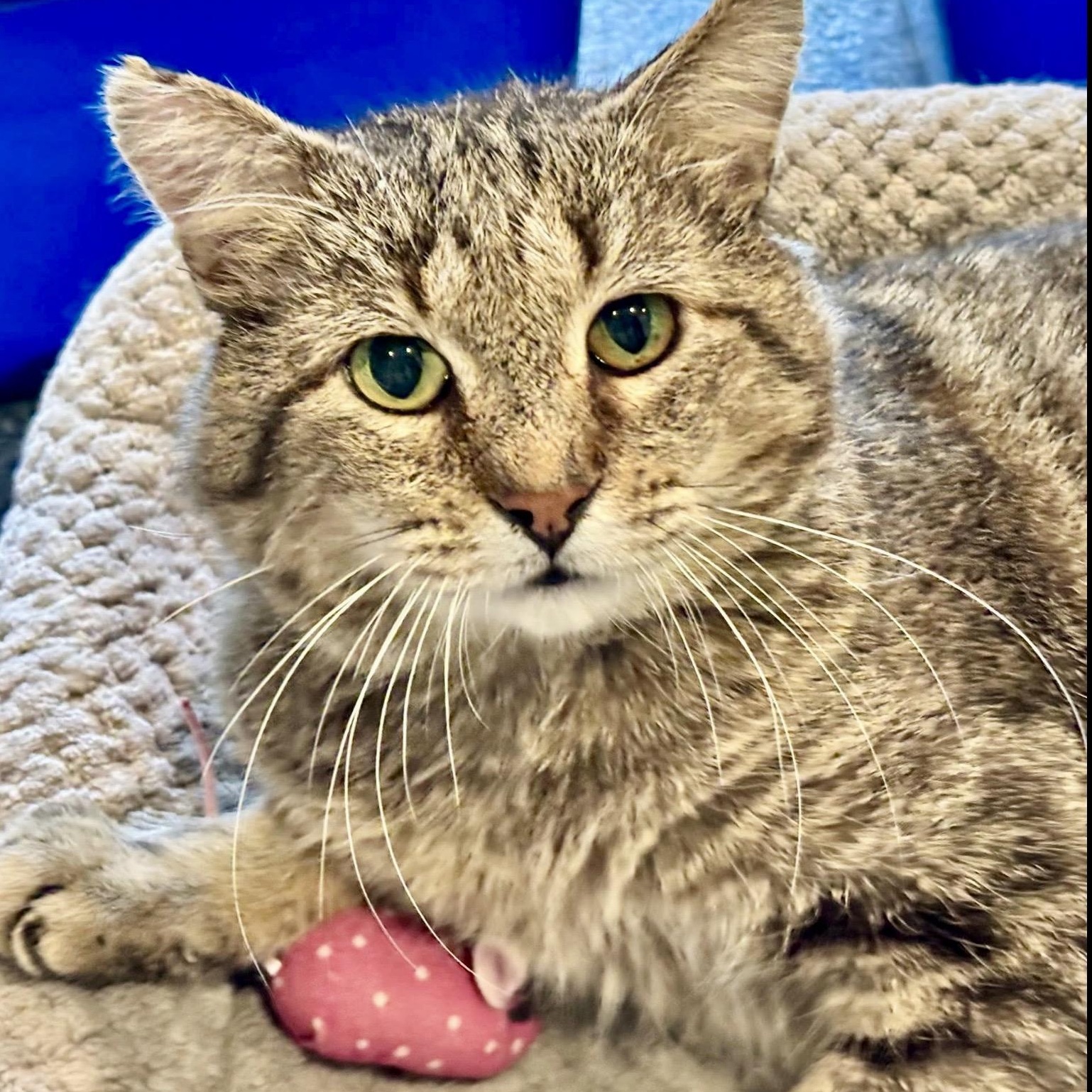 Little Tim, adoptable, Adult Male Domestic Short Hair & Tabby.