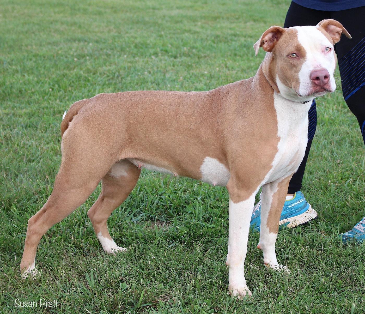 Enlarge Lyric, a ADOPTABLE mixed breed in Bedford, VA image 2/3