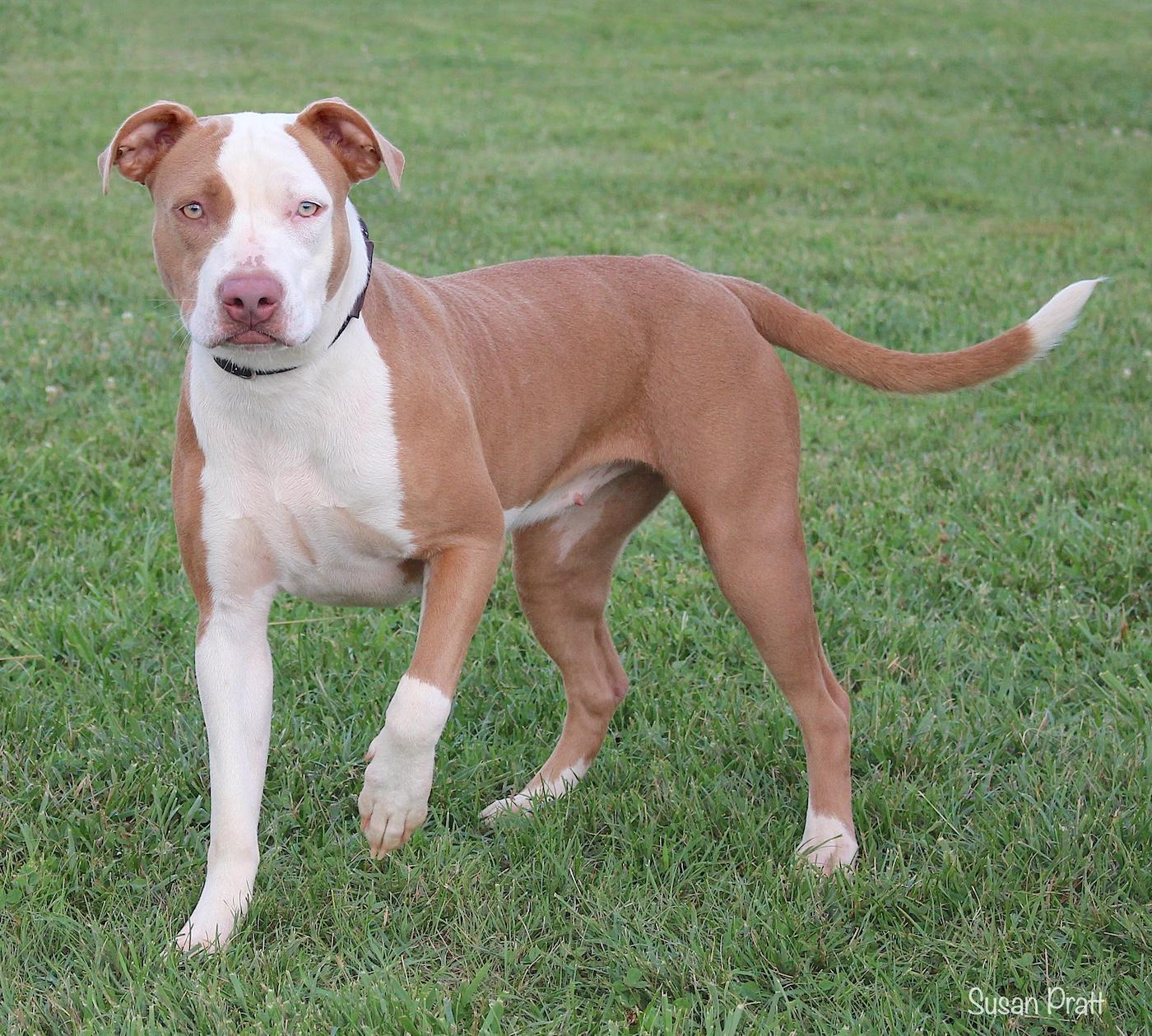 Enlarge Lyric, a ADOPTABLE mixed breed in Bedford, VA image 1/3