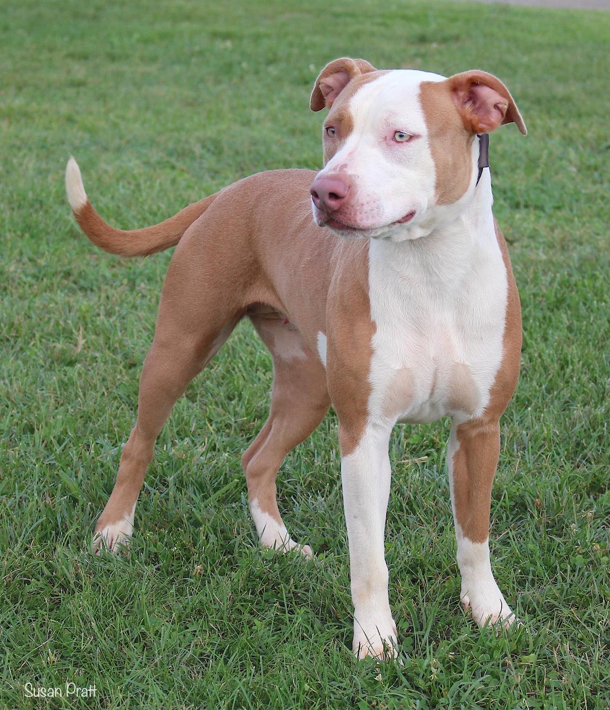 Enlarge Lyric, a ADOPTABLE mixed breed in Bedford, VA image 3/3
