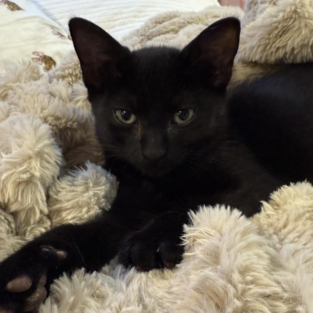 Enlarge Dawson, a Adoptable Domestic Short Hair in Boulder, CO image 1/3