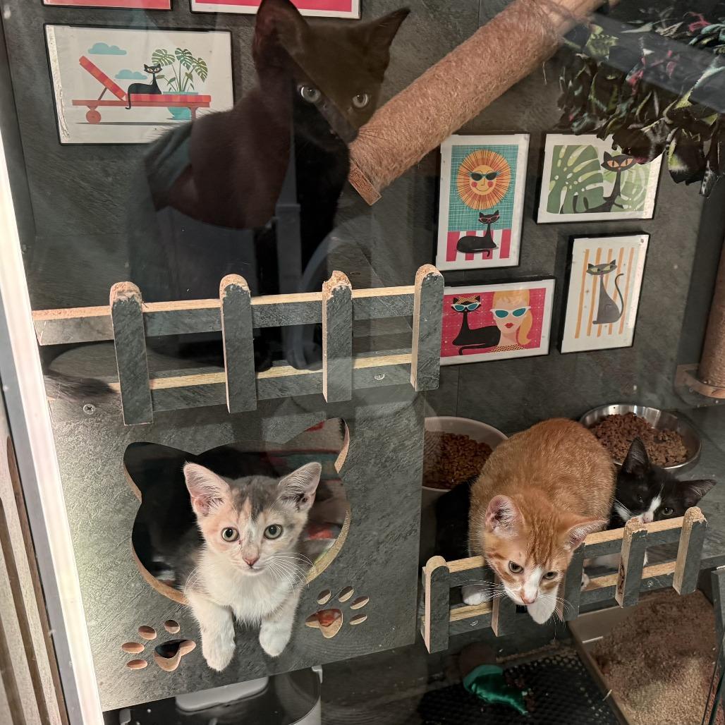 Enlarge Dawson, a Adoptable Domestic Short Hair in Boulder, CO image 2/3