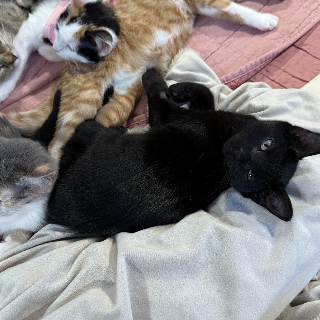 Enlarge Dawson, a Adoptable Domestic Short Hair in Boulder, CO image 3/3