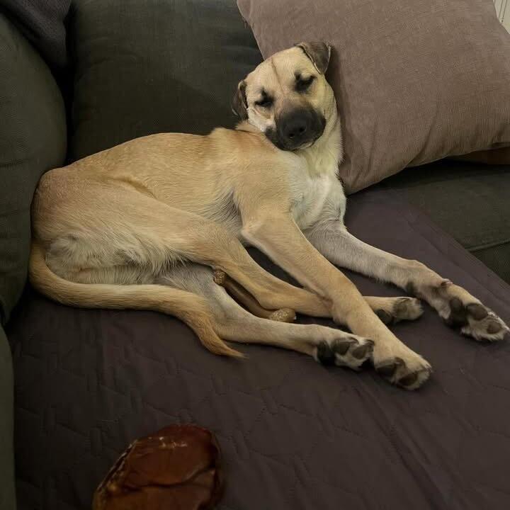 Enlarge Gouda, a Adoptable Terrier in San Diego, CA image 1/6