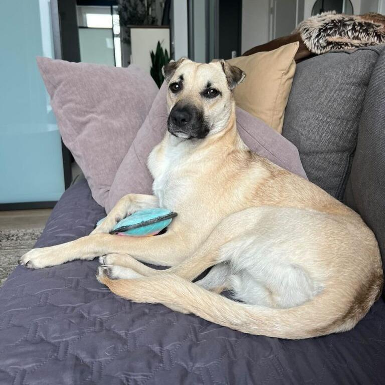 Enlarge Gouda, a Adoptable Terrier in San Diego, CA image 2/6
