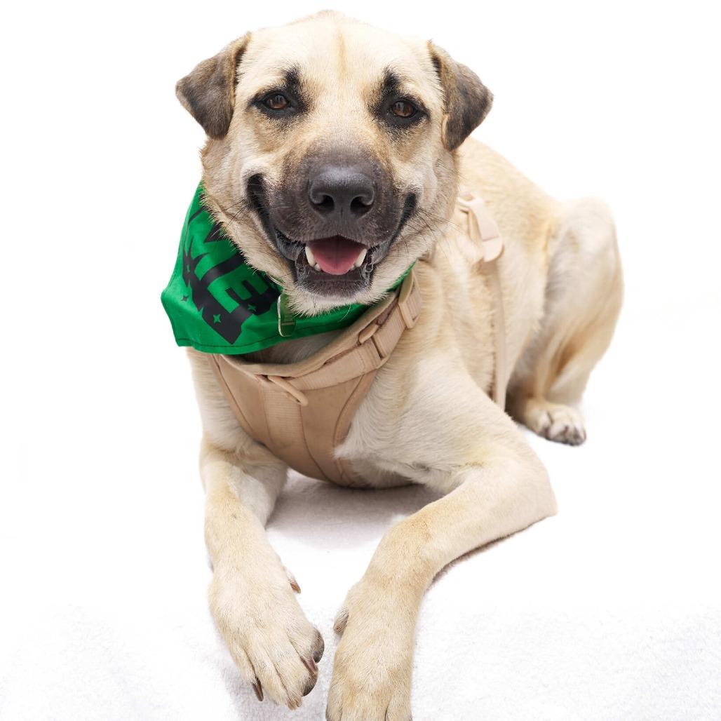 Enlarge Gouda, a Adoptable Terrier in San Diego, CA image 3/6