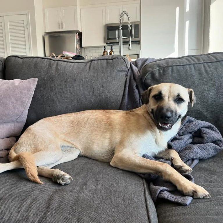 Enlarge Gouda, a Adoptable Terrier in San Diego, CA image 5/6