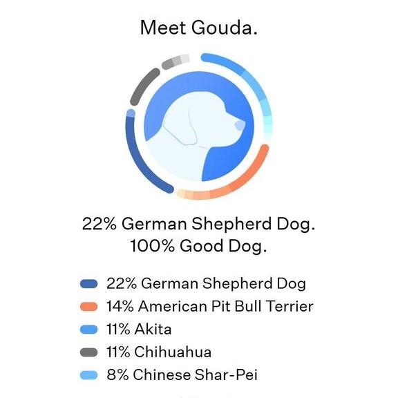 Enlarge Gouda, a Adoptable Terrier in San Diego, CA image 6/6