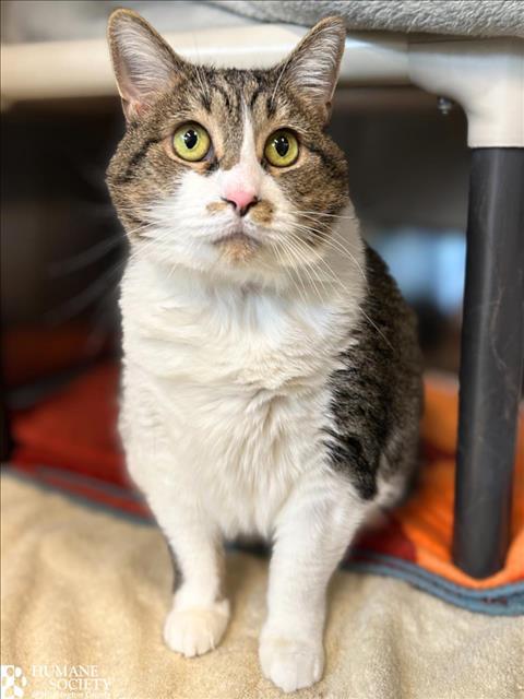 Enlarge SCHENZE, a Adoptable Domestic Short Hair in Hagerstown, MD image 1/1