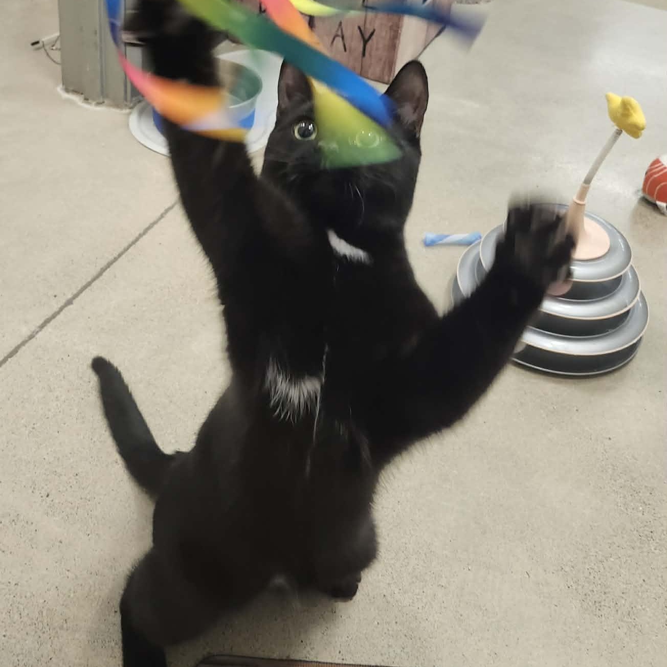 Enlarge Chris - A Social Sweet Boy!, a ADOPTABLE Domestic Short Hair in Hamilton, ON image 2/3