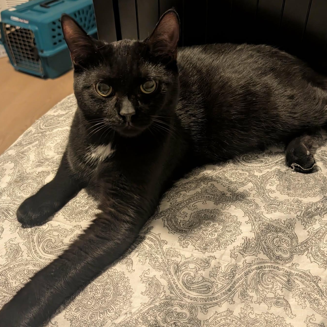 Chris - A Social Sweet Boy!, ADOPTABLE, Adult Male Domestic Short Hair.