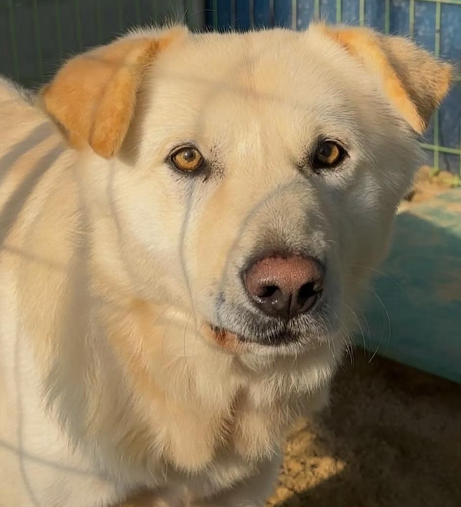 Enlarge Hope, a Adoptable mixed breed in los angeles, CA image 4/6