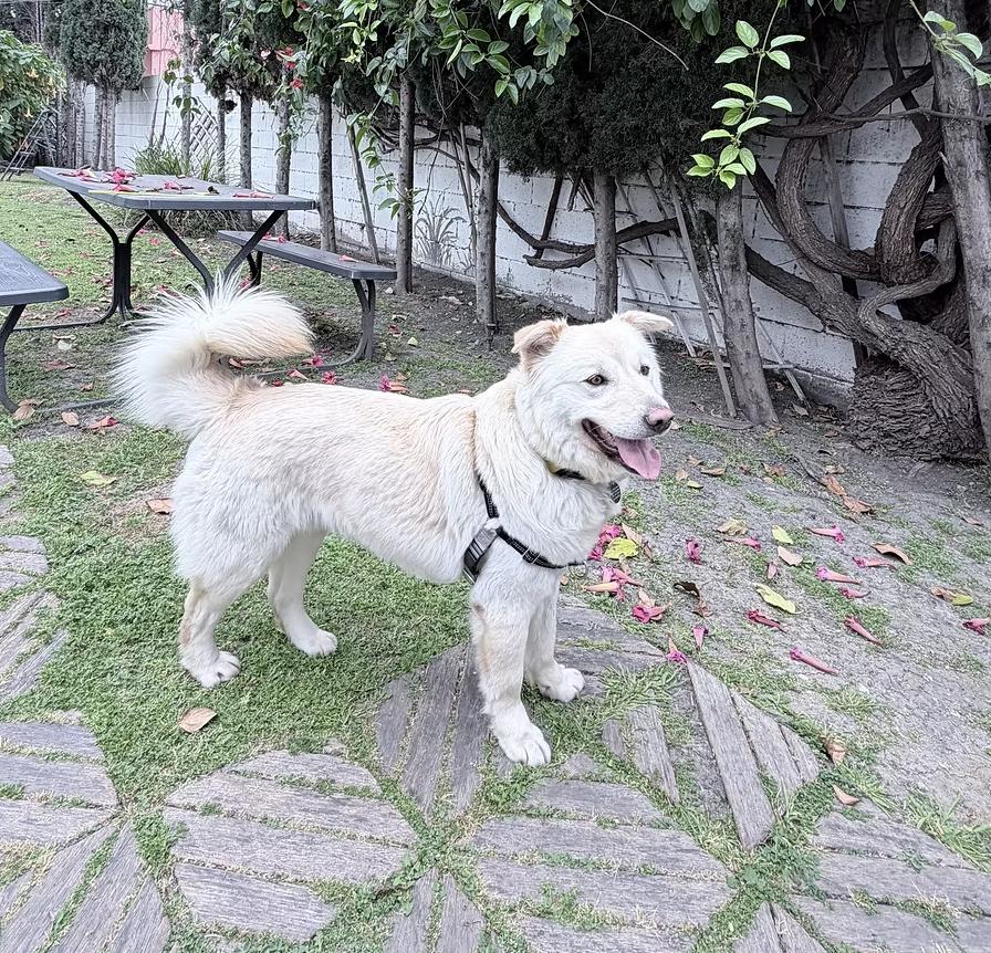 Enlarge Hope, a Adoptable mixed breed in los angeles, CA image 3/6