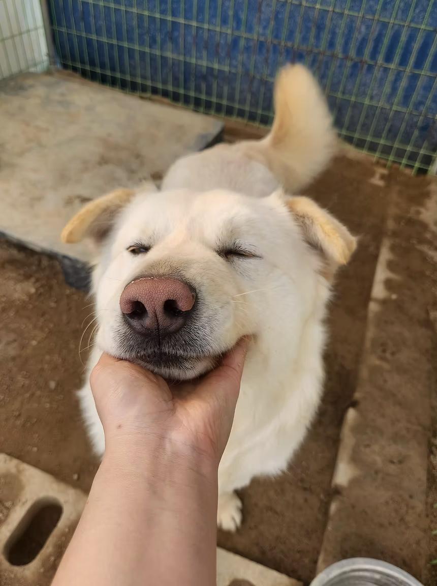 Enlarge Hope, a Adoptable mixed breed in los angeles, CA image 6/6