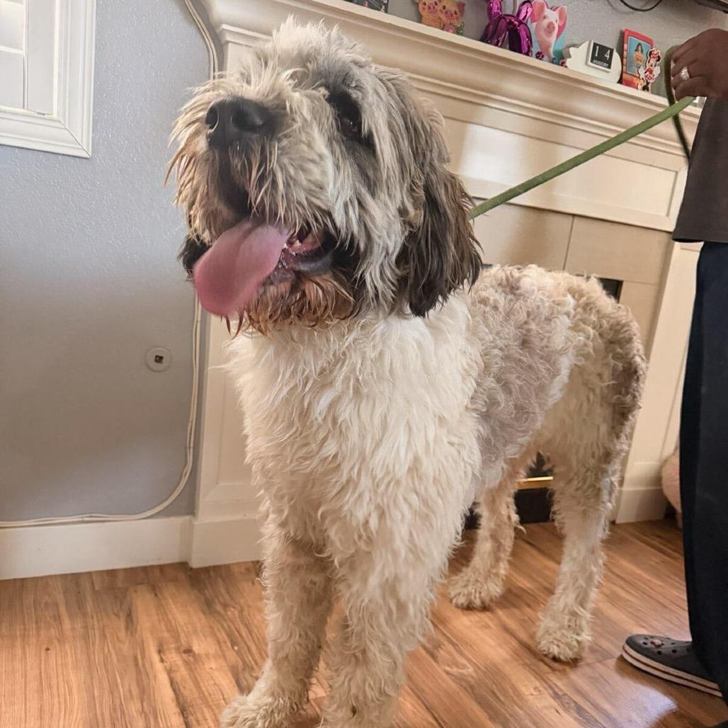 Enlarge Rufus, a Adoptable mixed breed in Las Vegas, NV image 2/2