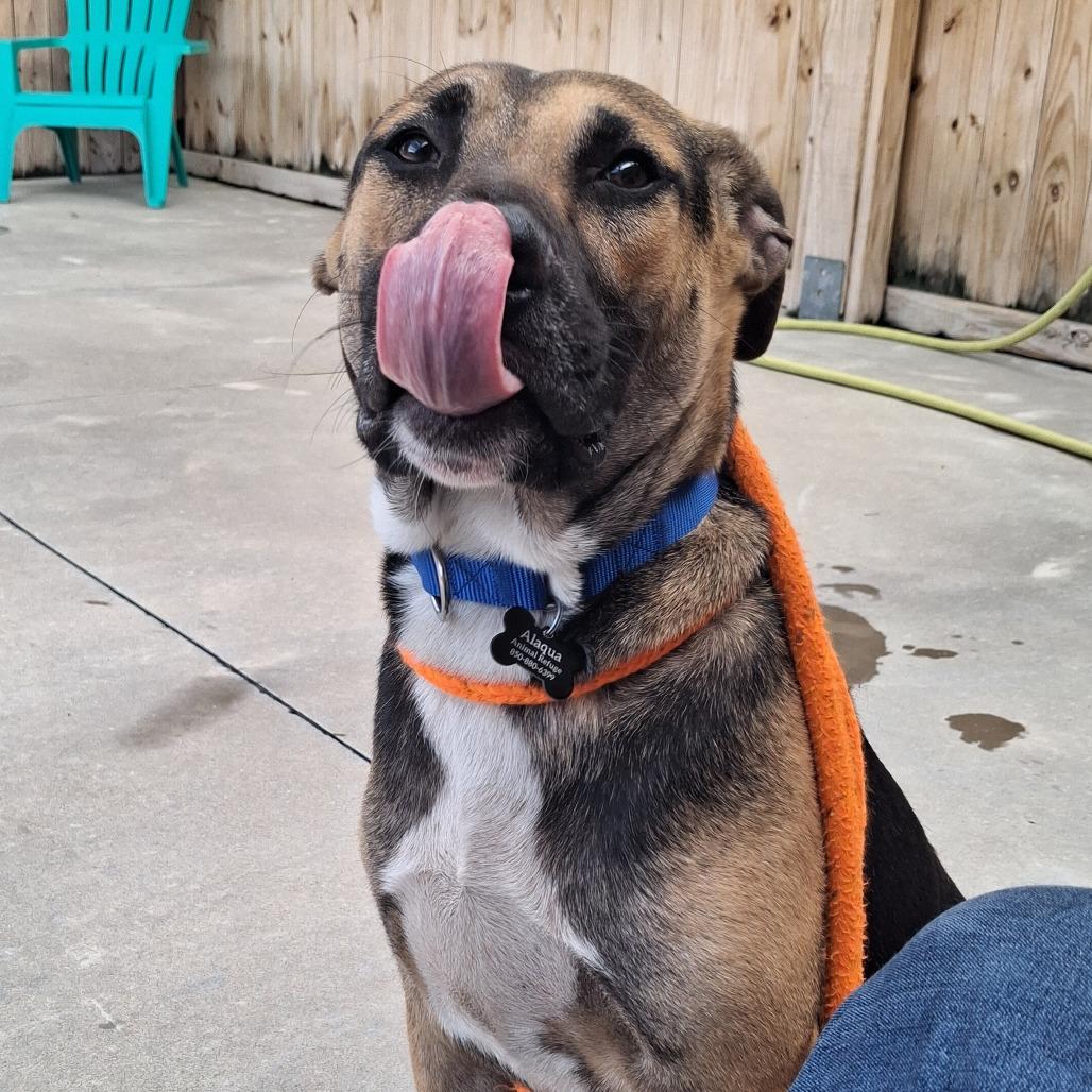 Skitter, Adoptable, Young Male German Shepherd Dog & Black Labrador Retriever.