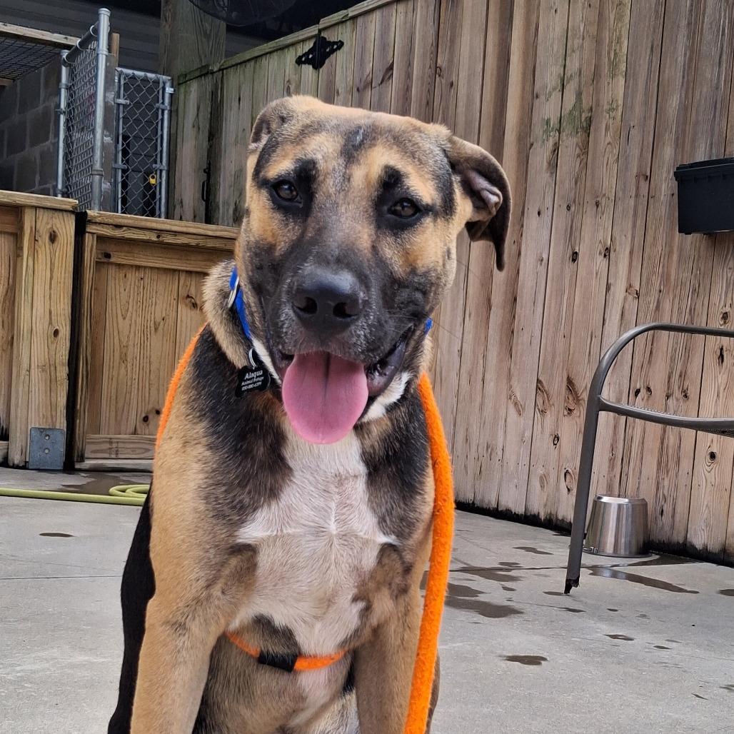 Enlarge Skitter, a Adoptable mixed breed in Freeport, FL image 2/3