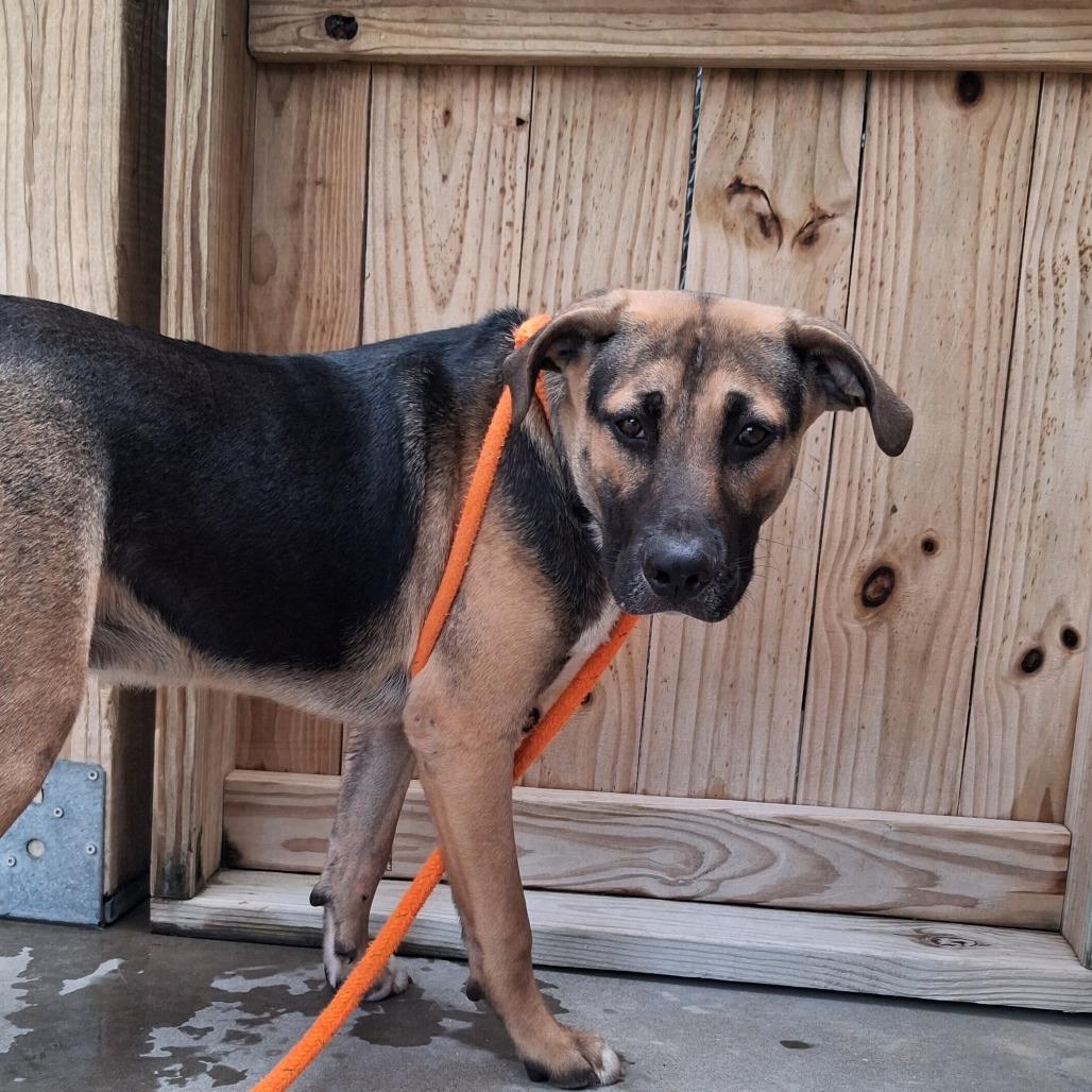 Enlarge Skitter, a Adoptable mixed breed in Freeport, FL image 3/3