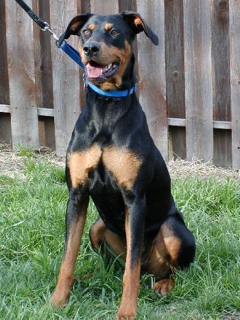 Jade, Adopted, Adult Female Doberman Pinscher & Rottweiler.