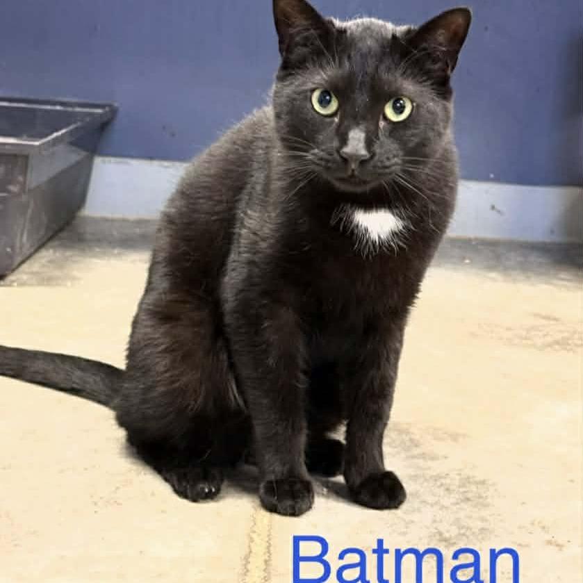 Enlarge Batman, a Adoptable Domestic Short Hair in Richmond, IN image 1/1