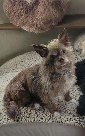Enlarge Fudge, a ADOPTABLE Terrier in Lake Worth, FL image 2/3