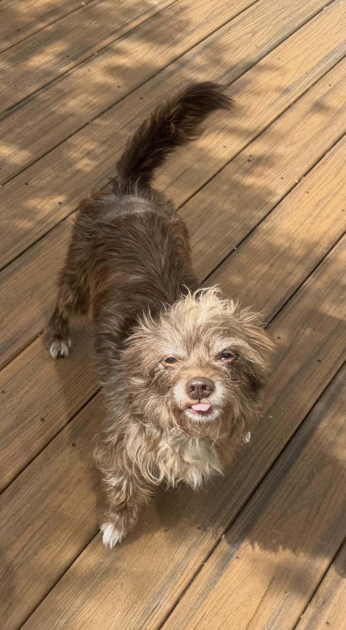 Fudge, ADOPTABLE, Young Male Terrier.