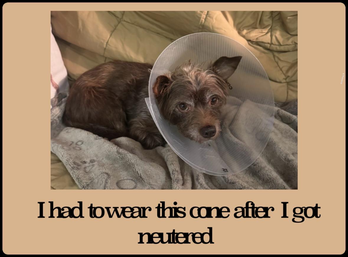 Enlarge Fudge, a ADOPTABLE Terrier in Lake Worth, FL image 3/3