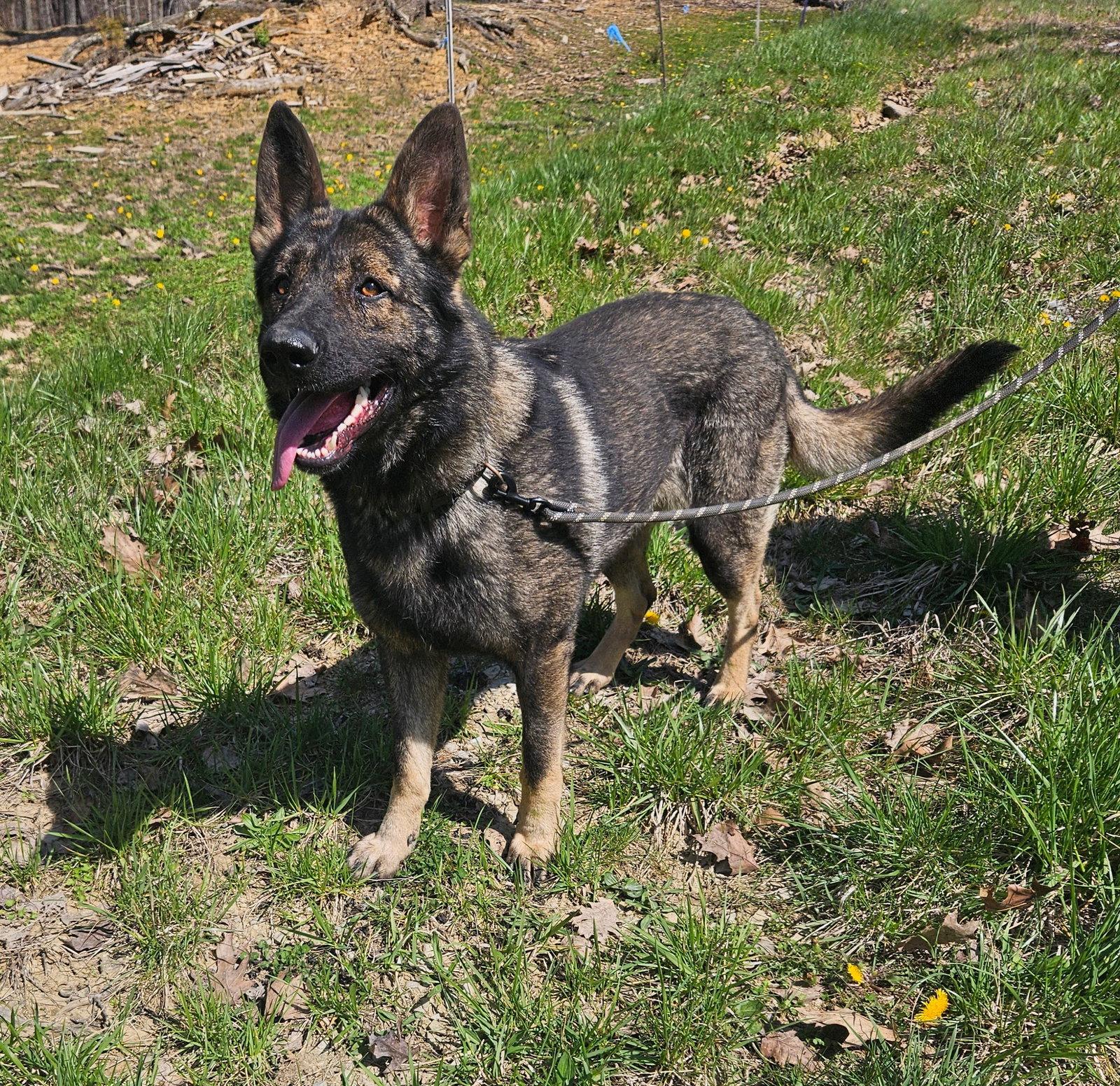 Bullet, Adoptable, Adult Male German Shepherd Dog.