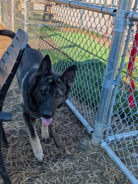 Enlarge Bullet, a Adoptable German Shepherd Dog in Louisville, KY image 2/3