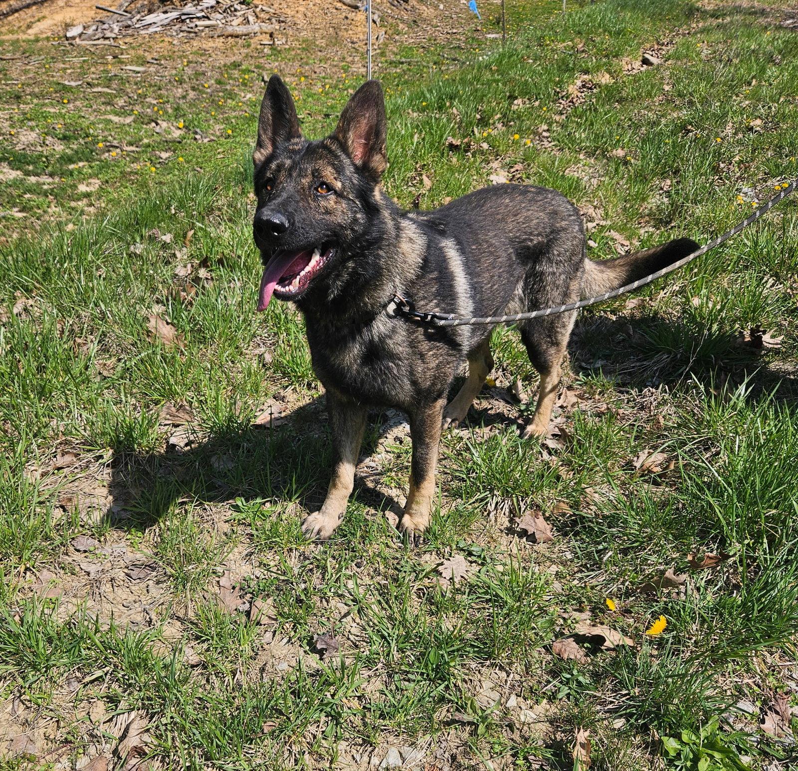 Enlarge Bullet, a Adoptable German Shepherd Dog in Louisville, KY image 3/3
