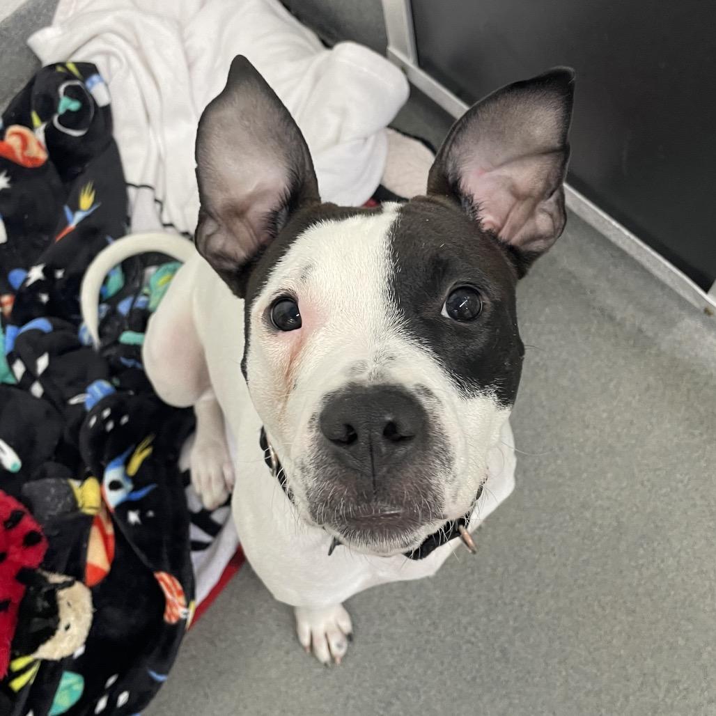 Mosquito, Adoptable, Young Male Mixed Breed.