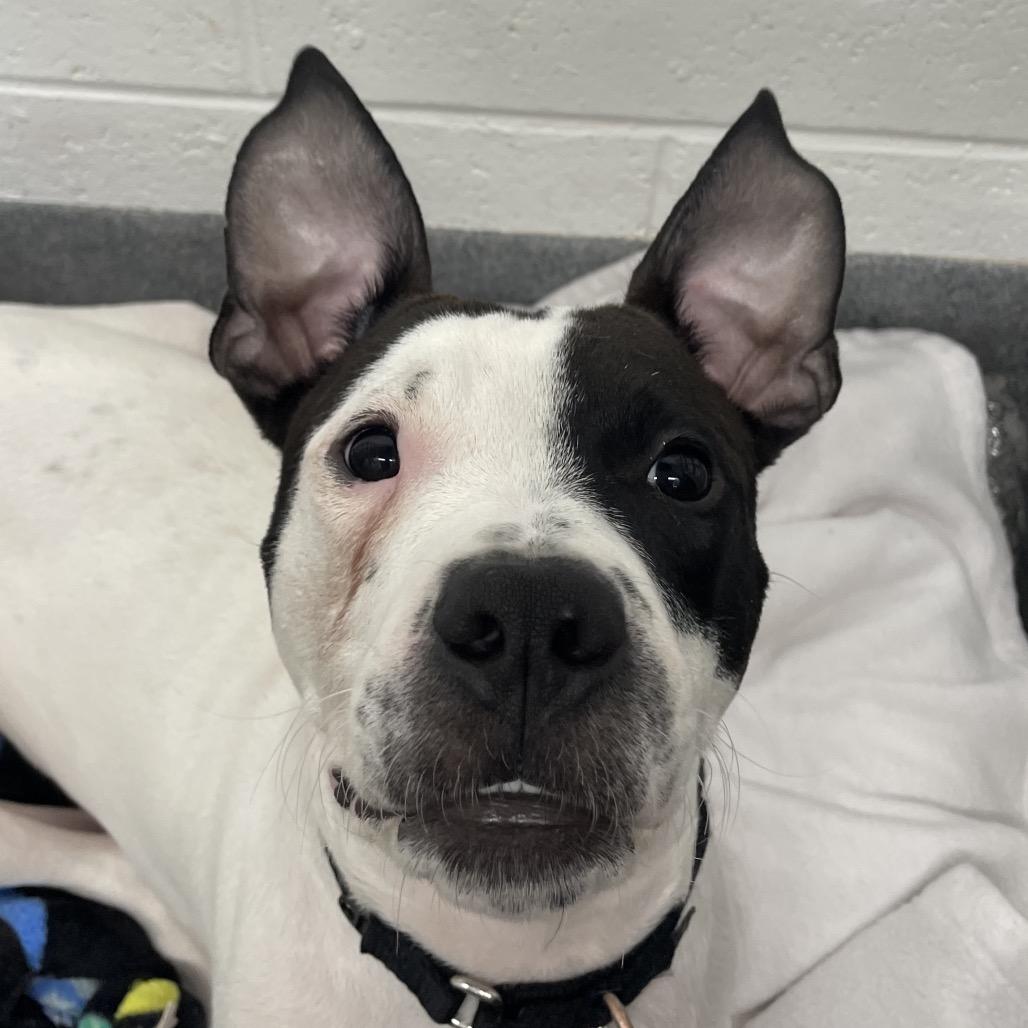 Enlarge Mosquito, a Adoptable Mixed Breed in Pittsburgh, PA image 3/6