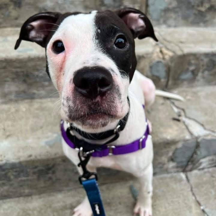 Enlarge Mosquito, a Adoptable Mixed Breed in Pittsburgh, PA image 5/6