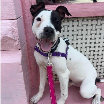 Enlarge Mosquito, a Adoptable Mixed Breed in Pittsburgh, PA image 6/6