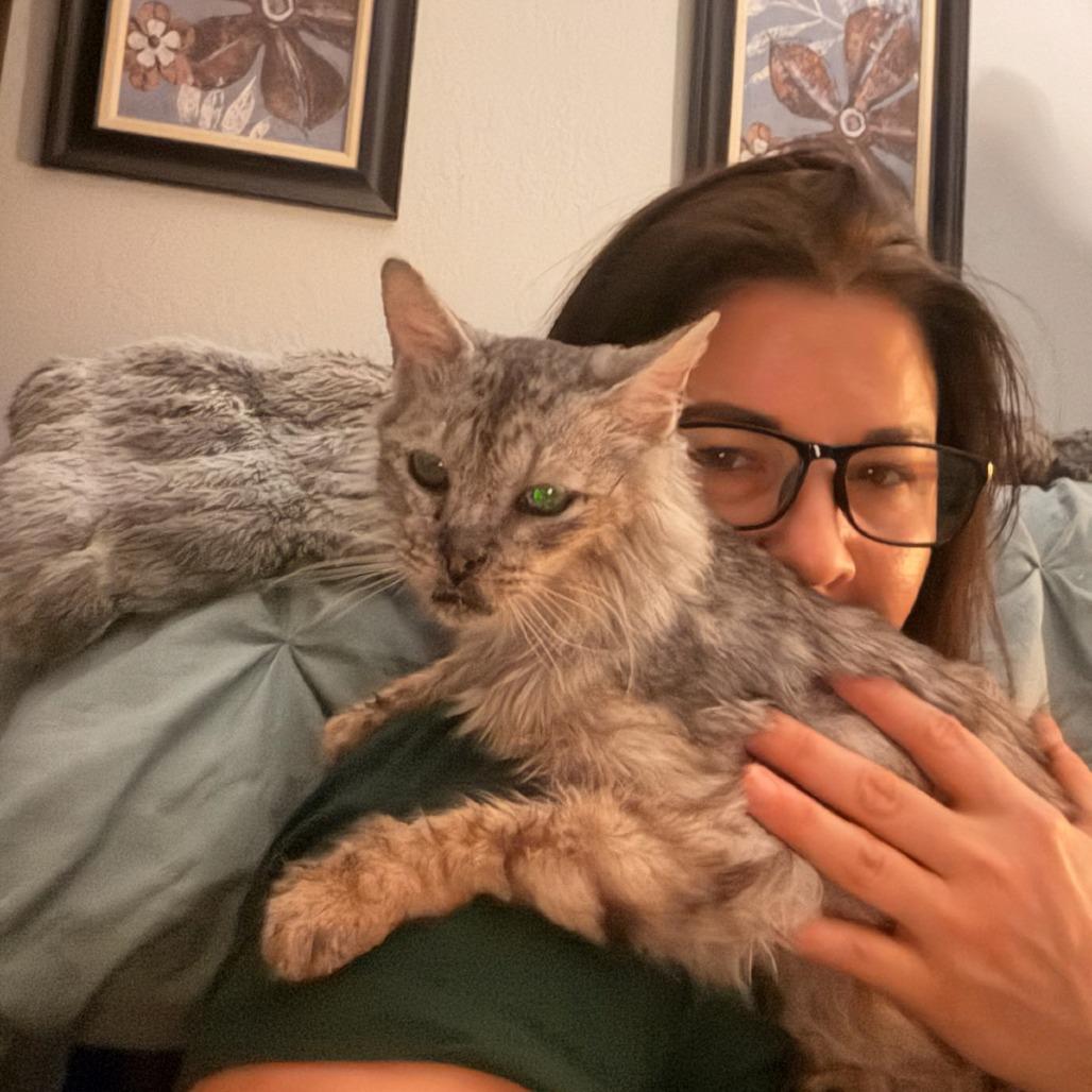 Keller, Adoptable, Senior Female Domestic Medium Hair.