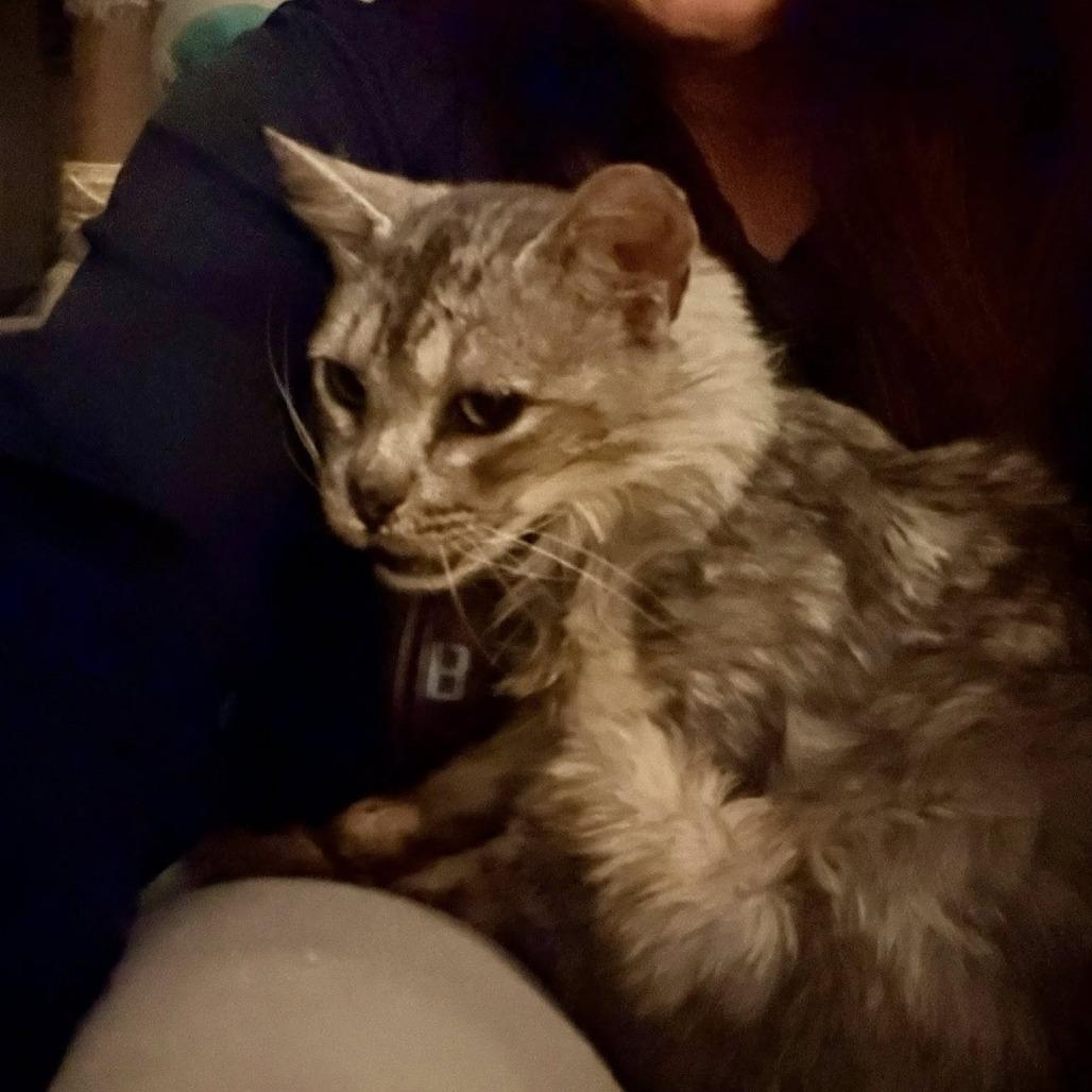 Enlarge Keller, a Adoptable Domestic Medium Hair in Edwardsville, IL image 2/5