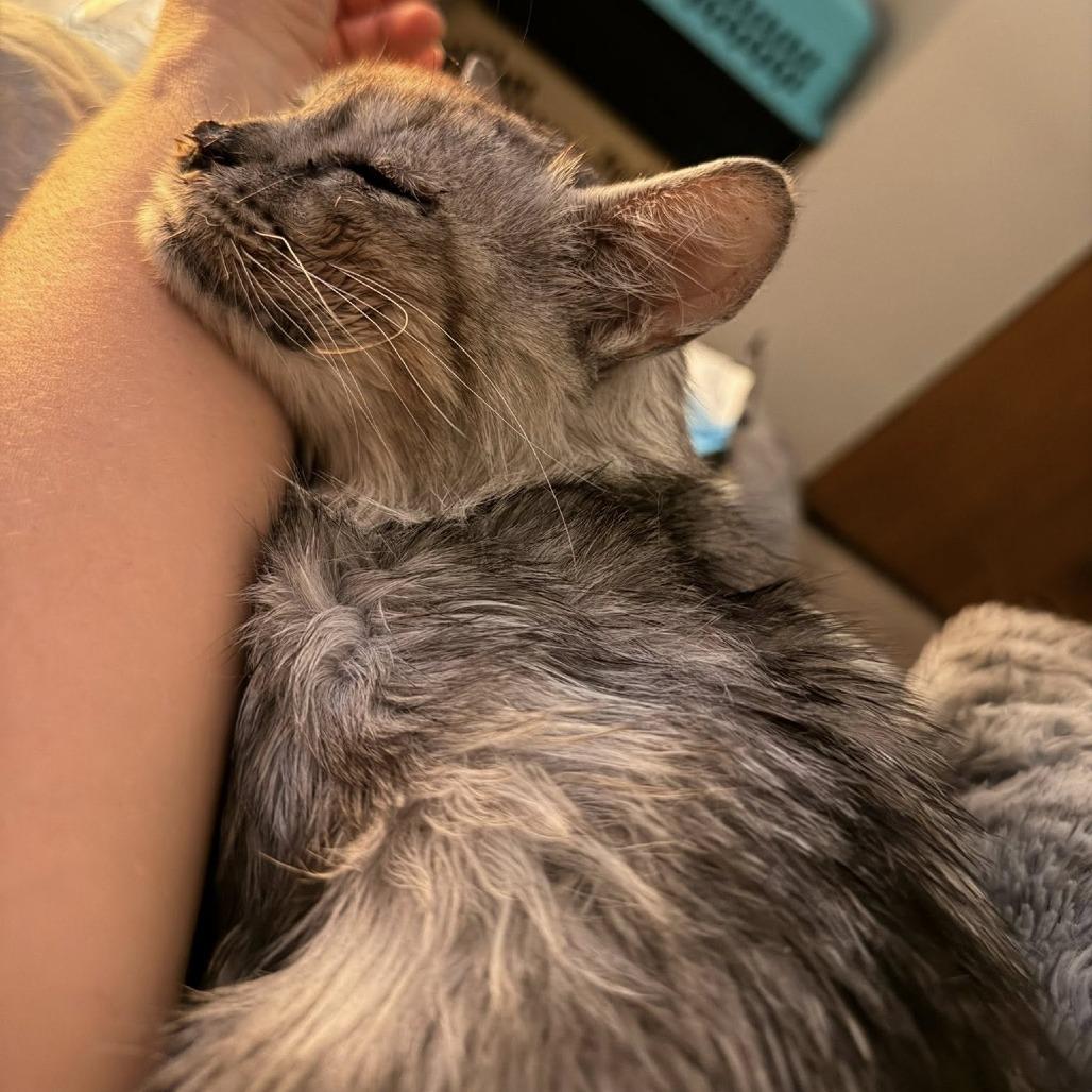 Enlarge Keller, a Adoptable Domestic Medium Hair in Edwardsville, IL image 3/5