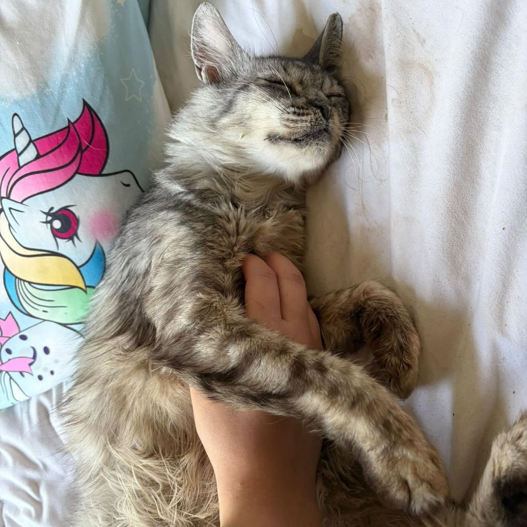 Enlarge Keller, a Adoptable Domestic Medium Hair in Edwardsville, IL image 4/6