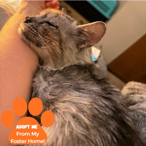 Enlarge Keller, a Adoptable Domestic Medium Hair in Edwardsville, IL image 4/5