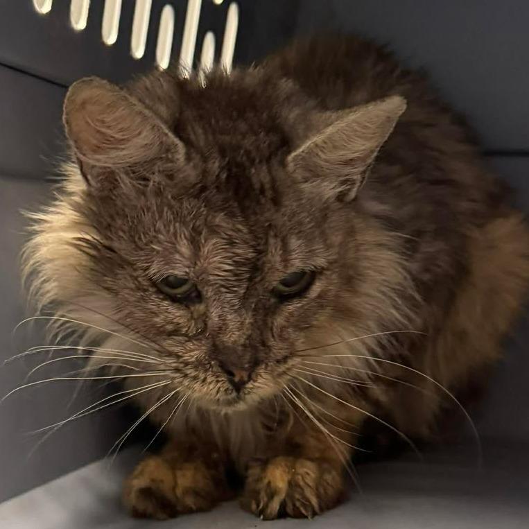 Enlarge Keller, a Adoptable Domestic Medium Hair in Edwardsville, IL image 5/5