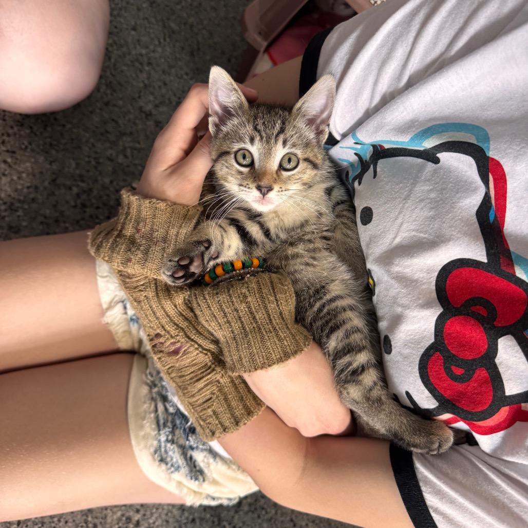 Cedar, Adoptable, Kitten Male Domestic Short Hair.
