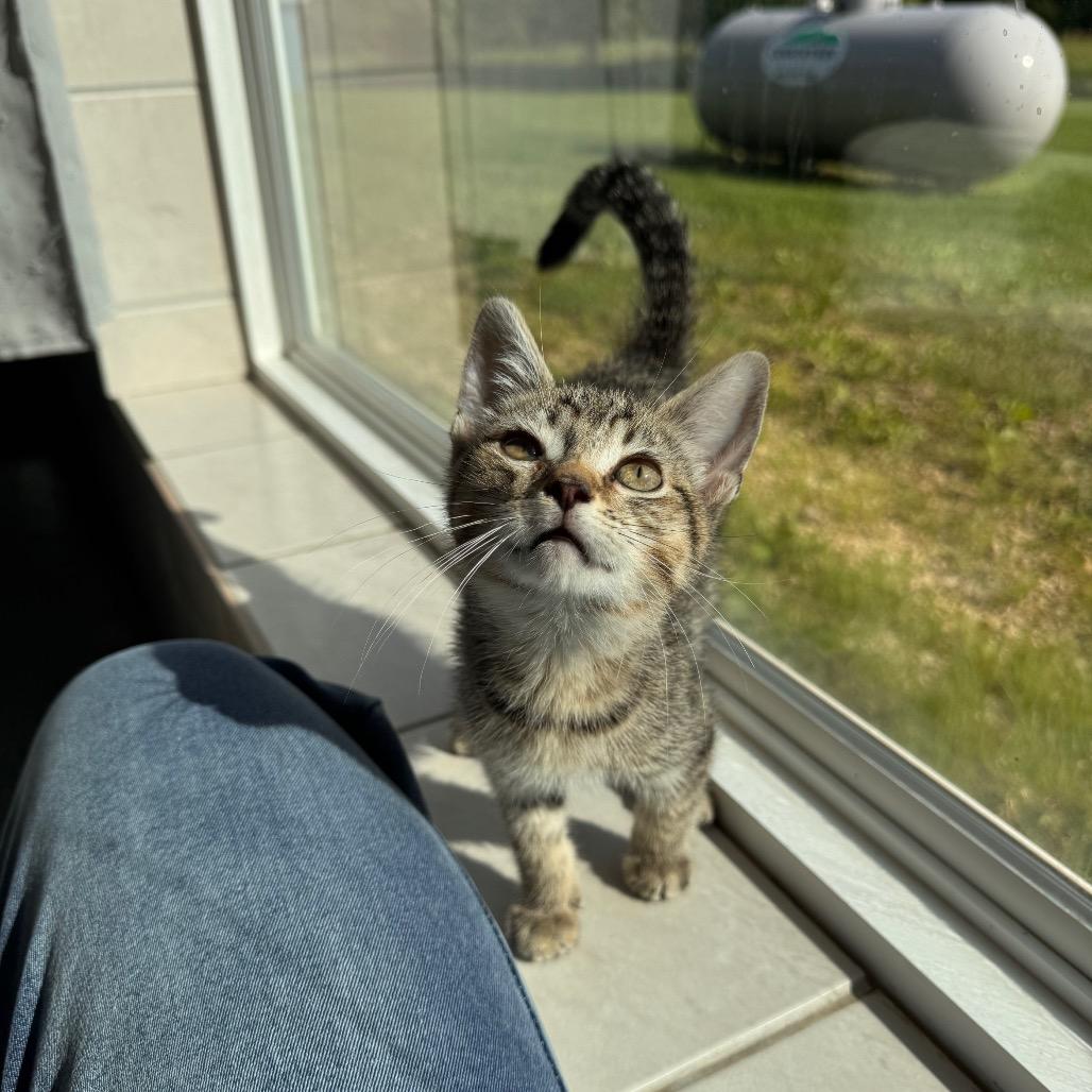 Cedar, a Adoptable Domestic Short Hair in Mondovi, WI image 2/5