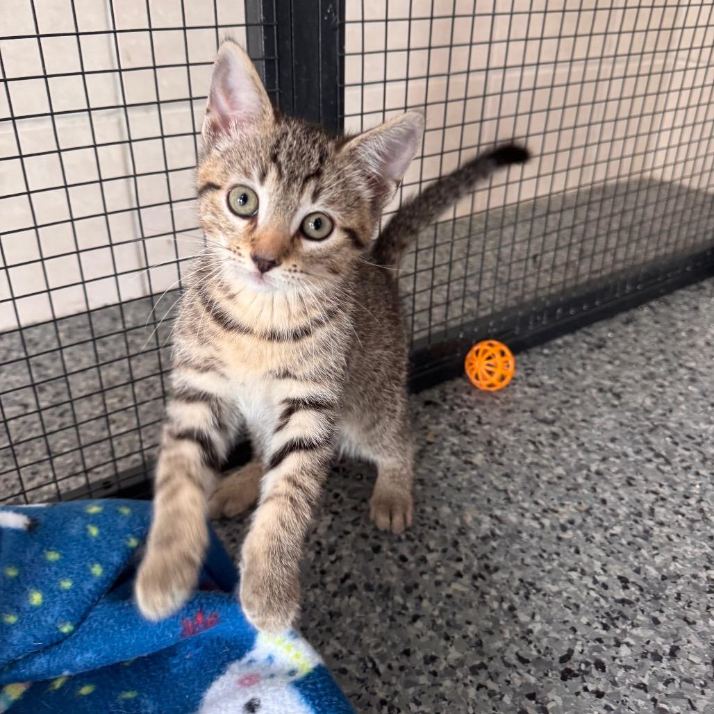 Cedar, a Adoptable Domestic Short Hair in Mondovi, WI image 3/5